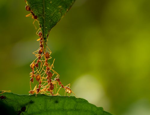 Acción colectiva como técnica de impacto para resolver problemas sistémicos